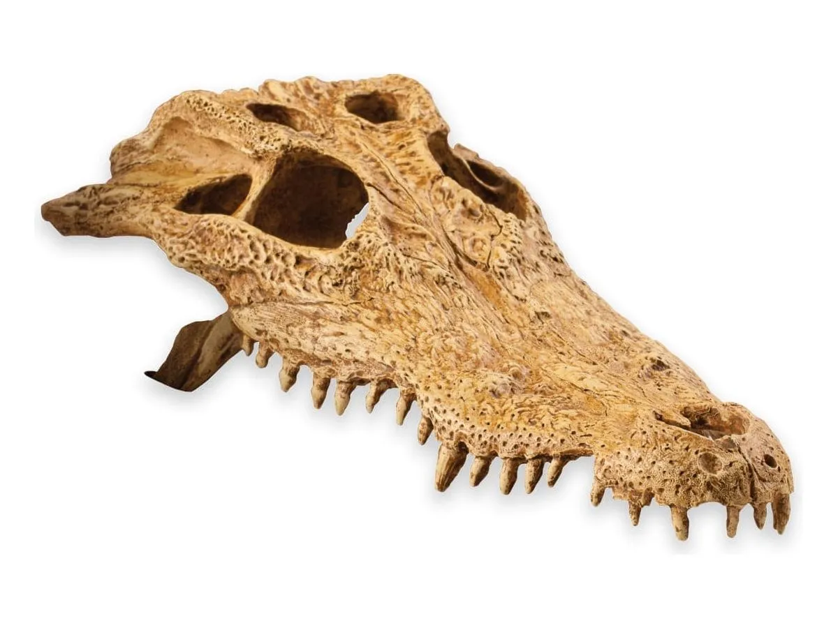 Exo Terra Crocodile Skull