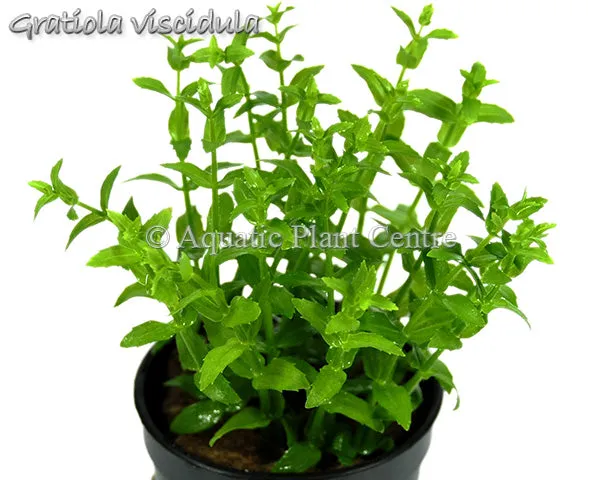 Gratiola viscidula