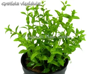 Gratiola viscidula