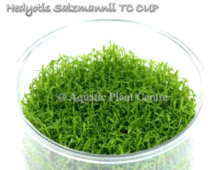 Hedyotis salzmanii