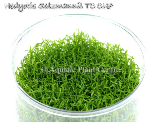 Hedyotis salzmanii