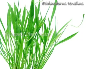 Helanthium tenellum
