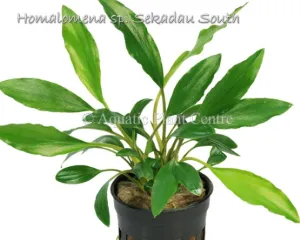 Homalomena sp. Sekadau South ‘Broad’