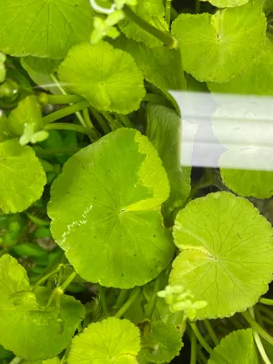 Hydrocotyle leucocephala variegata