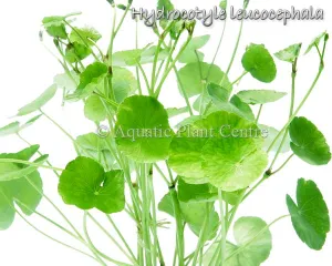 Hydrocotyle leucocephala