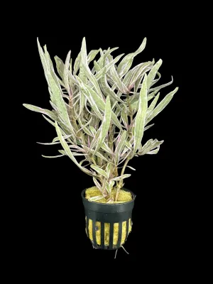 Hygrophila lancea 'Araguaia' Pink Lady