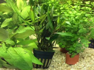 Hygrophila lancea 'Araguaia'