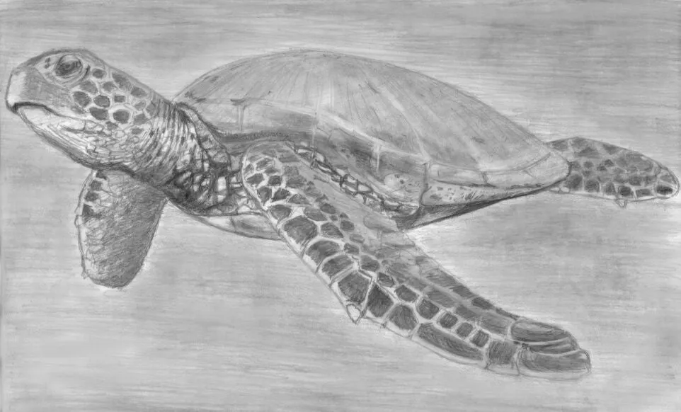 Learn How to Draw Portraits of Ocean And Sea Animals in Pencil For the Absolute Beginner