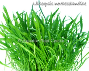 Lilaeopsis novaezealandiae