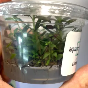 Limnophila aromatica TC