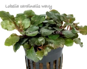 Lobelia cardinalis wavy