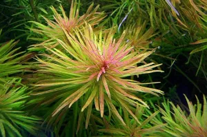 Ludwigia inclinata Cba
