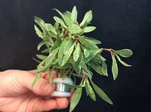 Ludwigia inclinata 'White Edge' - Pot