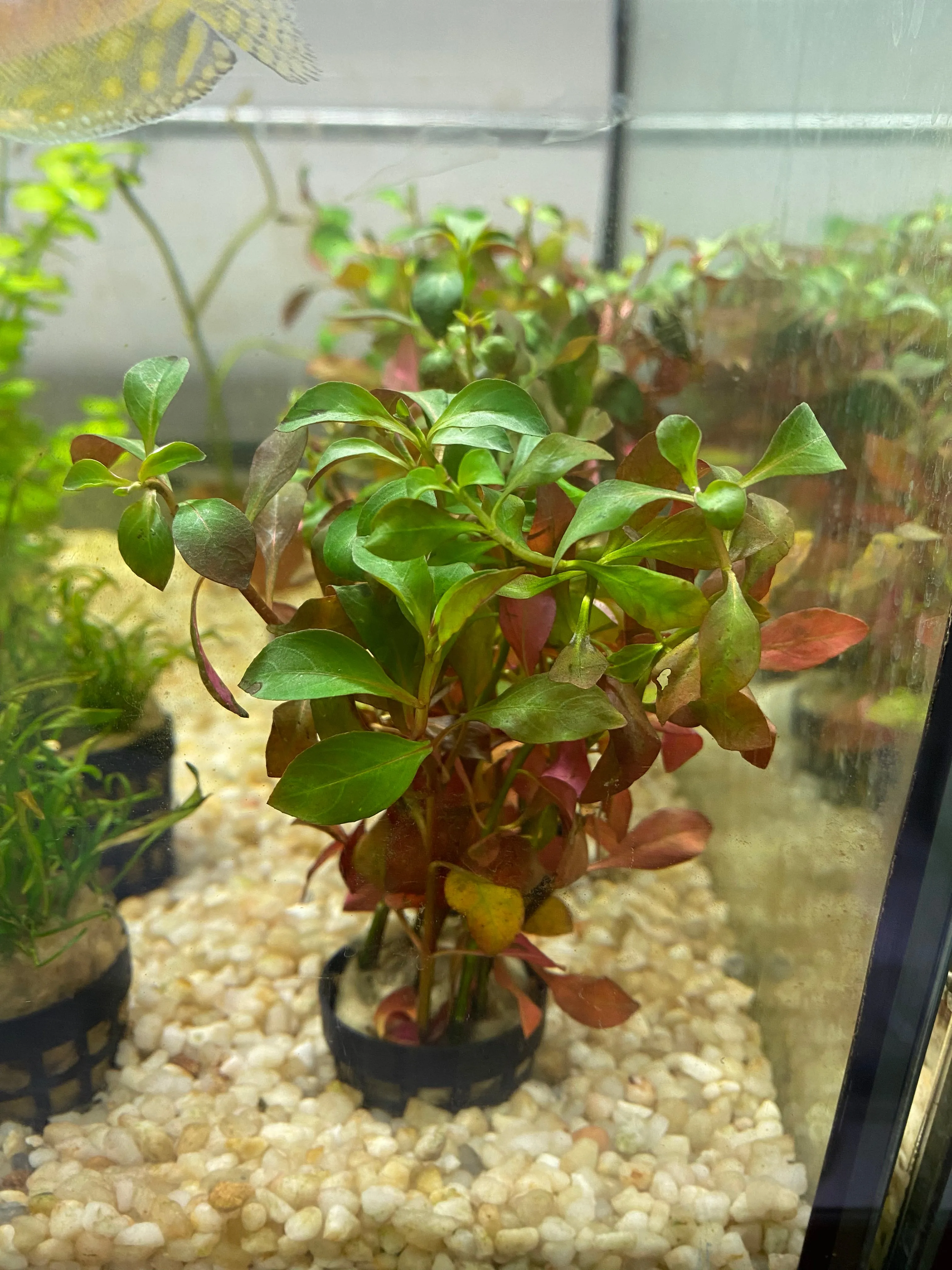 Ludwigia mullertii