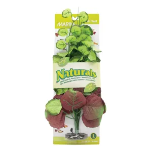 MA Ntrl Pennywort Silk Plant Lg