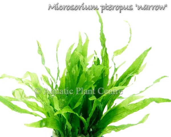 Microsorum 'Narrow'