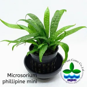 Microsorum Philippine Mini
