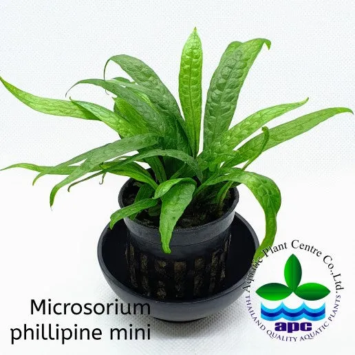 Microsorum Philippine Mini