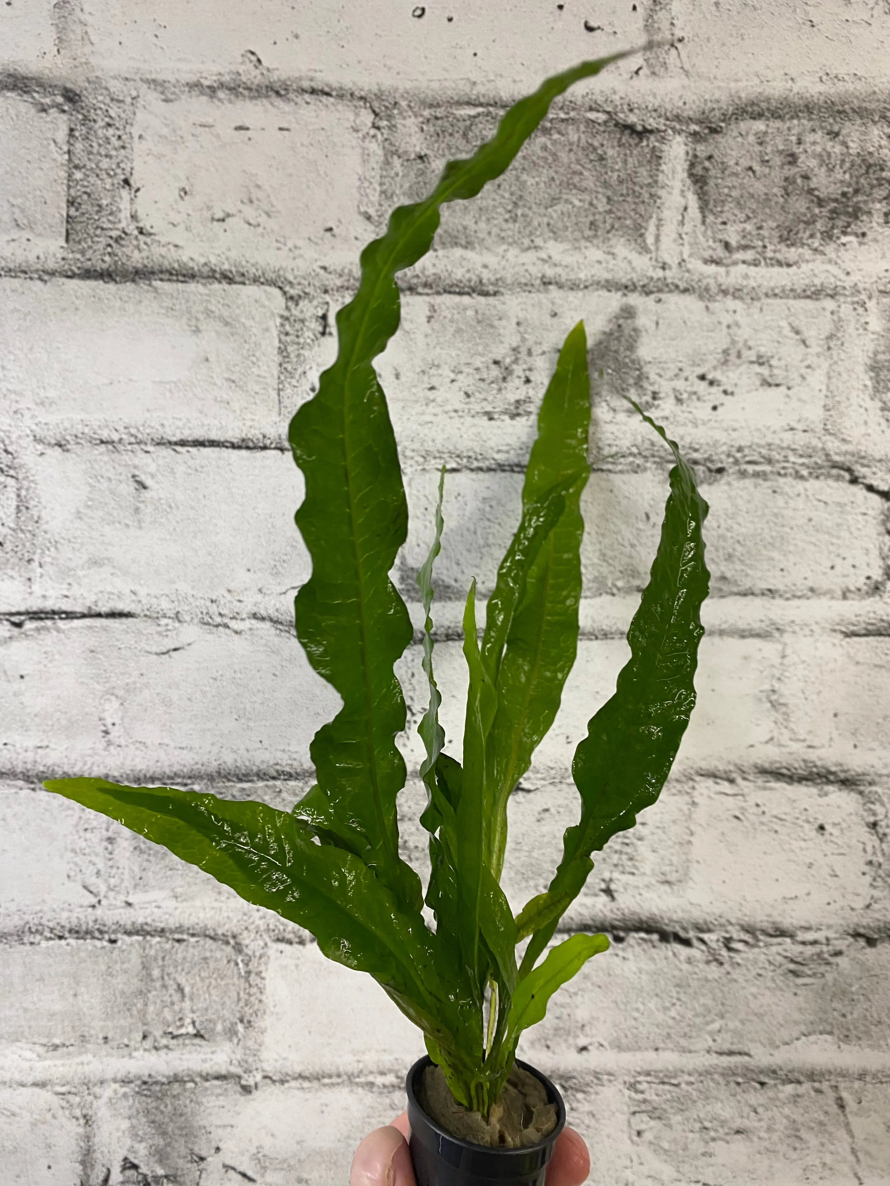 Microsorum pteropus 'Philippine'