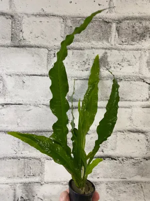 Microsorum pteropus 'Philippine'