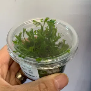 Microsorum pteropus Windelov TC