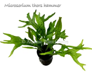 Microsorum Thor's Hammer