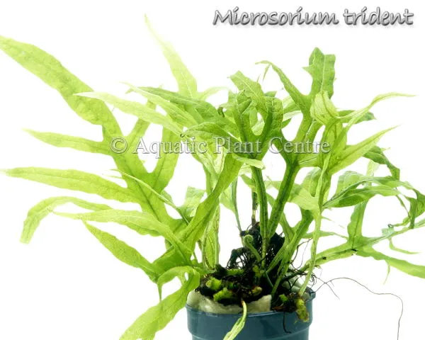 Microsorum Trident