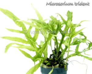 Microsorum Trident