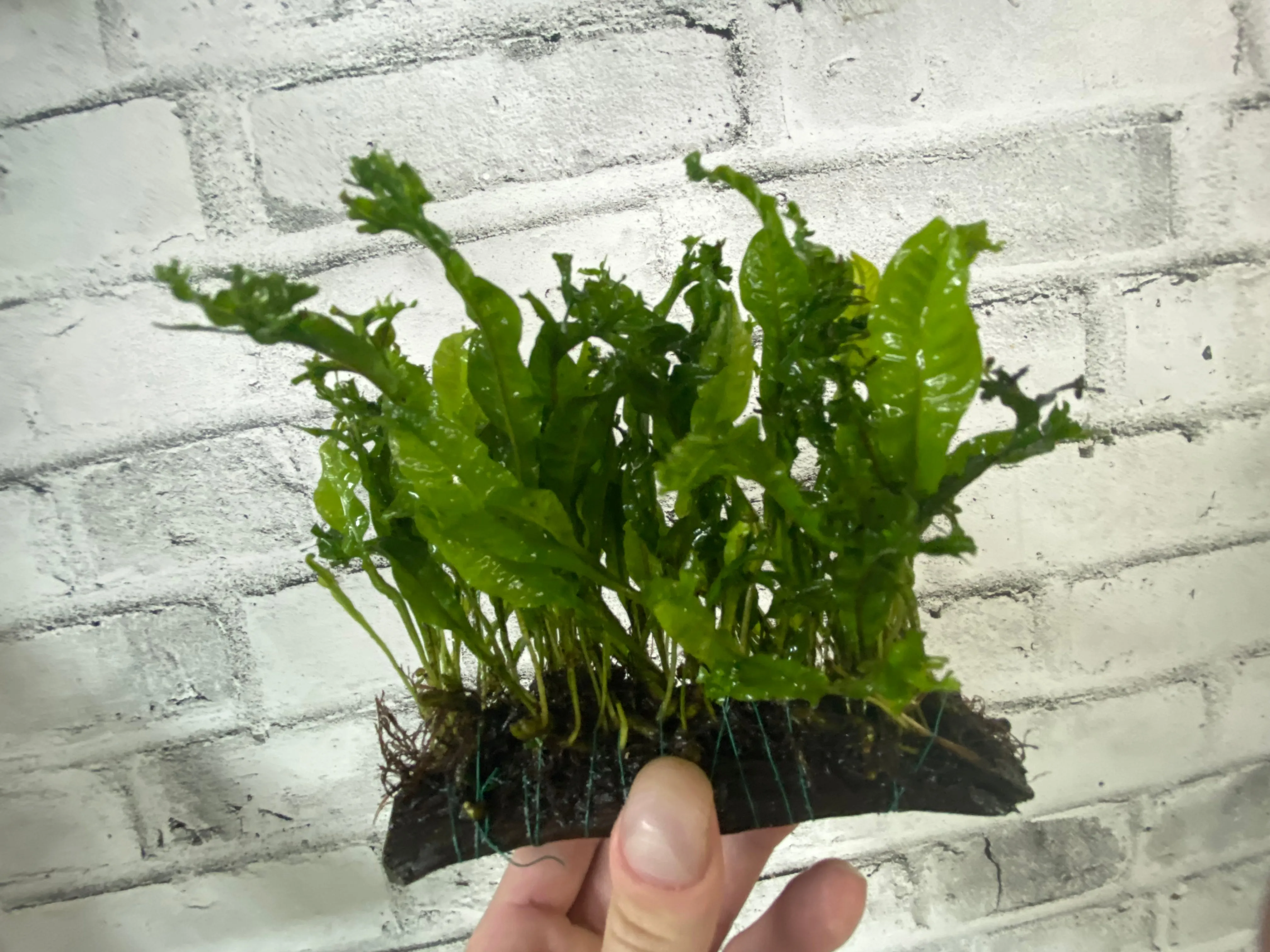 Microsorum 'Windelov' on Driftwood