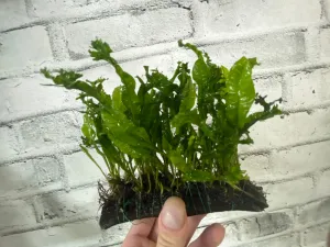 Microsorum 'Windelov' on Driftwood