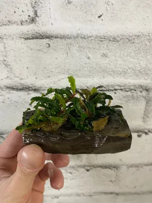 Mixed Buce on Wood