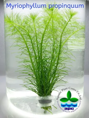 Myriophyllum propinquim