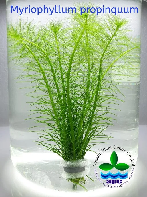 Myriophyllum propinquim