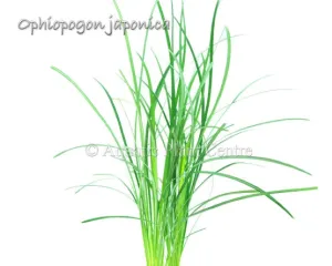 Ophiopogon japonica