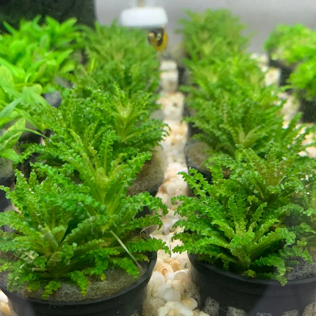 Pogostemon helferi