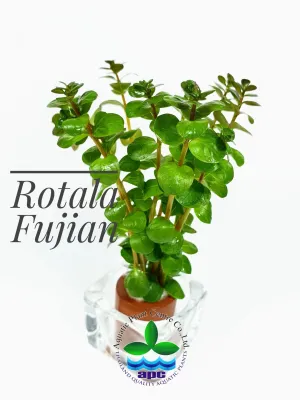 Rotala Fujian