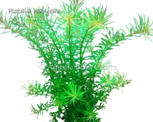 Rotala sp. nanjenshan
