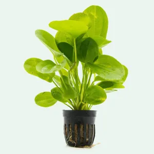 TCulture Echinodorus Horizontalis Mini