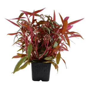 Tropica Alternanthera reineckii Pink