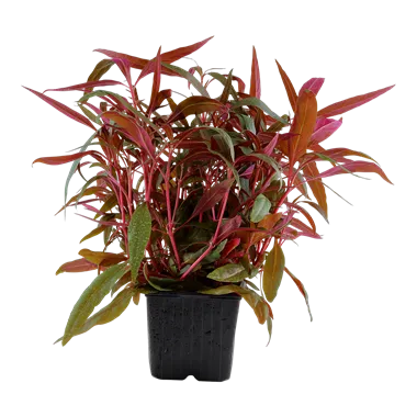 Tropica Alternanthera reineckii Pink
