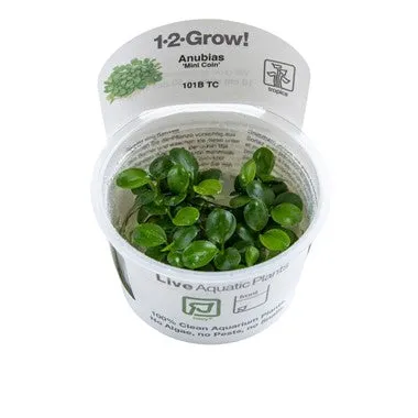 Tropica Anubias barteri var. 'Mini Coin' 1-2-Grow