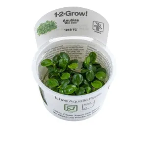 Tropica Anubias barteri var. 'Mini Coin' 1-2-Grow