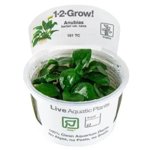 Tropica Anubias barteri var. 'Nana' 1-2-Grow