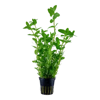 Tropica Bacopa caroliniana