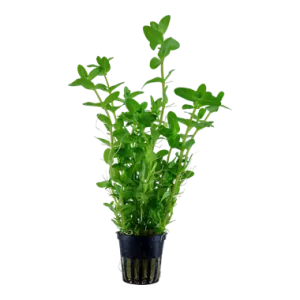 Tropica Bacopa caroliniana