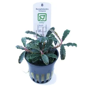 Tropica Bucephalandra 'Kedagang'