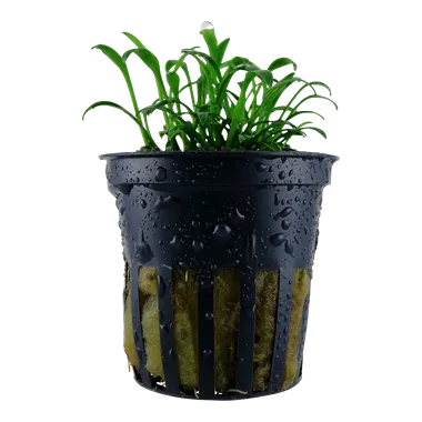 Tropica Cryptocoryne parva