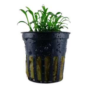 Tropica Cryptocoryne parva