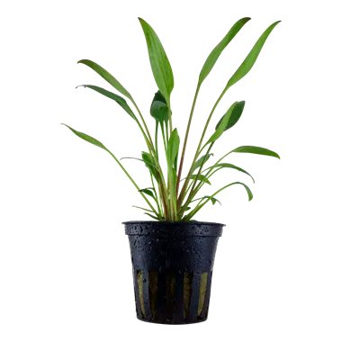 Tropica Cryptocoryne x willisii