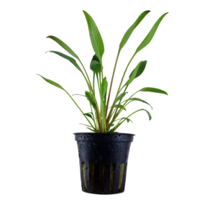 Tropica Cryptocoryne x willisii